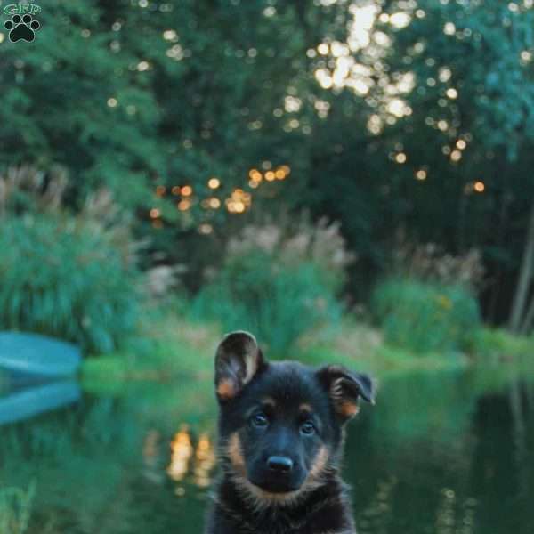 Hazel, German Shepherd Puppy